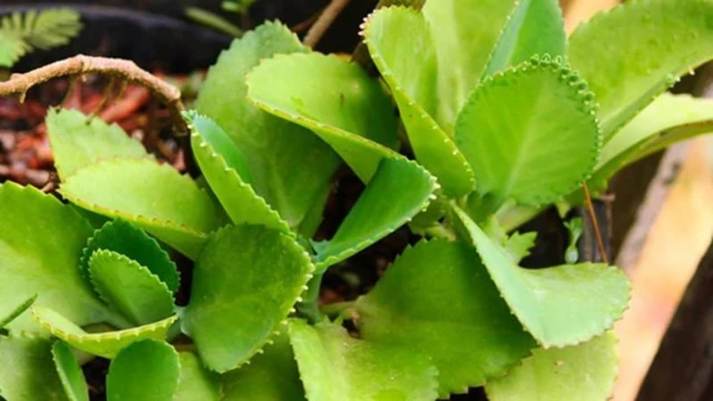 bai-viet/cay-song-doi-la-gi-loi-ich-suc-khoe-va-luu-y-quan-trong-khi-su-dung.html