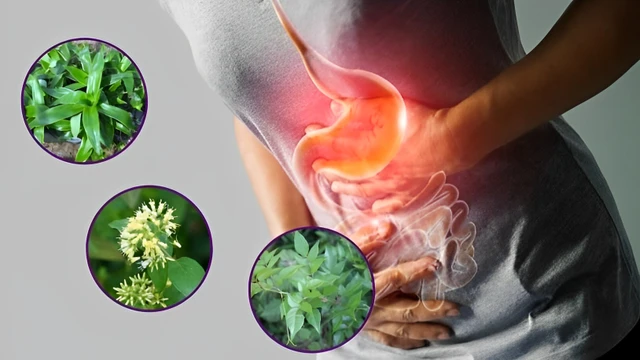 bai-viet/cac-loai-cay-thuoc-nam-chua-viem-loet-da-day-ta-trang.html