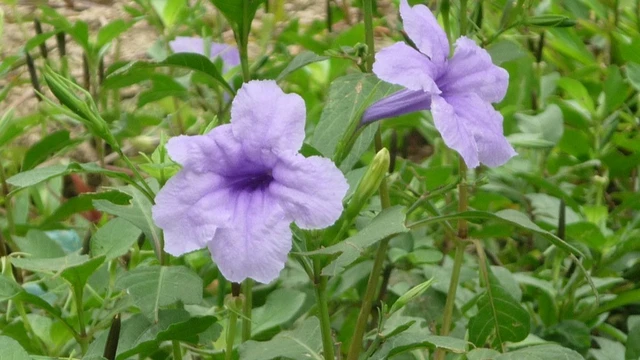 bai-viet/cay-trai-no-va-nhung-bai-thuoc-dan-gian-it-ai-biet.html