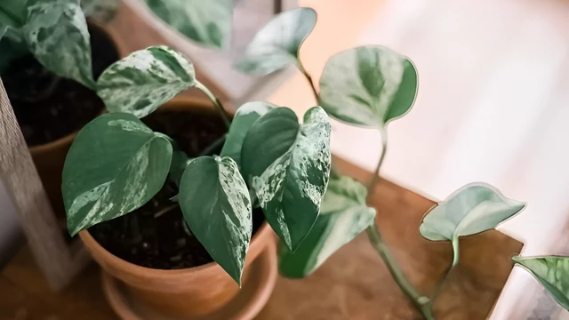 bai-viet/cay-trau-ba-co-phai-la-cay-van-nien-thanh-khong.html