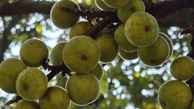 bai-viet/cay-va-la-gi-cay-va-mang-lai-tac-dung-gi-doi-voi-suc-khoe.html