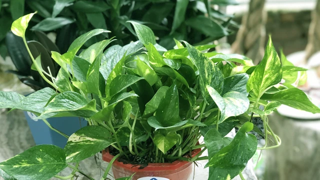 bai-viet/cay-van-nien-thanh-co-tac-dung-gi-voi-suc-khoe.html