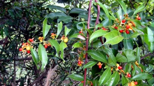 bai-viet/cay-xa-den-co-cong-dung-gi-cach-su-dung-ra-sao.html