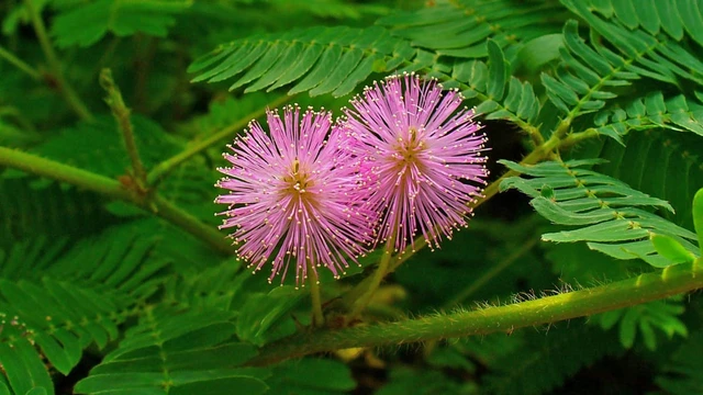 bai-viet/cay-xau-ho-chua-benh-gi-cac-bo-phan-dung-chua-benh-cua-cay-xau-ho.html