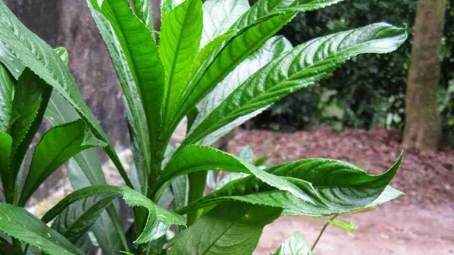 bai-viet/cay-xuong-song-va-nhung-tac-dung-khong-ngo-69610.html