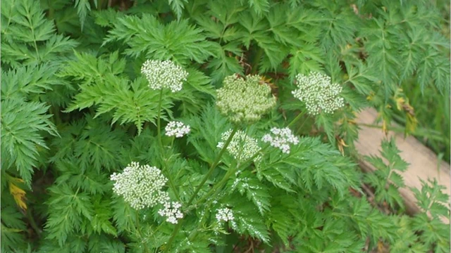 bai-viet/cay-xuyen-khung-la-gi-xuyen-khung-co-tac-dung-gi.html