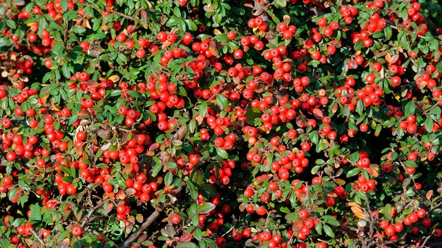 bai-viet/chiet-xuat-bearberry-la-gi-cong-dung-lam-sang-da-tu-nhien.html
