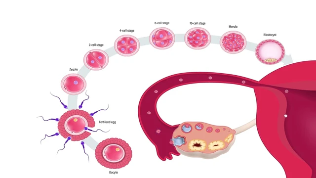 bai-viet/chu-ky-rung-trung-la-gi-tinh-thoi-diem-rung-trung-nhu-the-nao.html