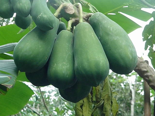 bai-viet/chua-gut-bang-du-du-16407.html