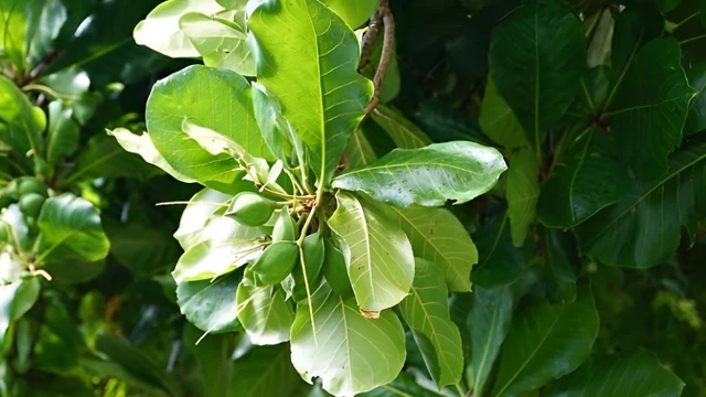 bai-viet/chua-to-dia-bang-la-bang-co-hieu-qua-khong.html