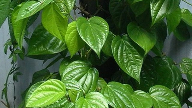 bai-viet/chua-viem-da-co-dia-bang-la-trau-khong-co-that-su-hieu-qua-58695.html