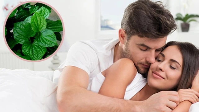 bai-viet/goi-y-cach-chua-yeu-sinh-ly-bang-la-lot-cho-phai-manh.html