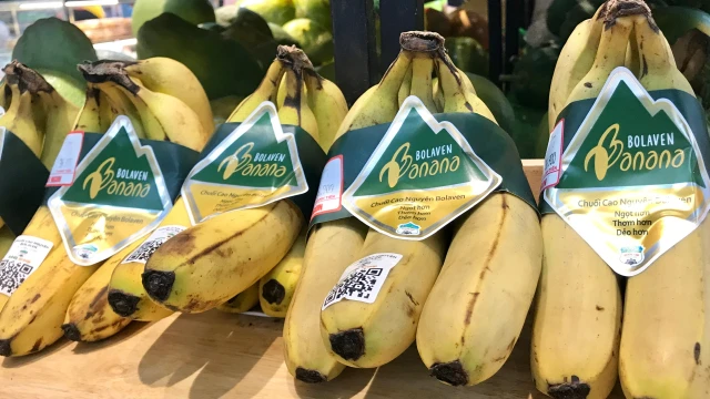 bai-viet/chuoi-bolaven-dac-diem-va-gia-tri-dinh-duong.html