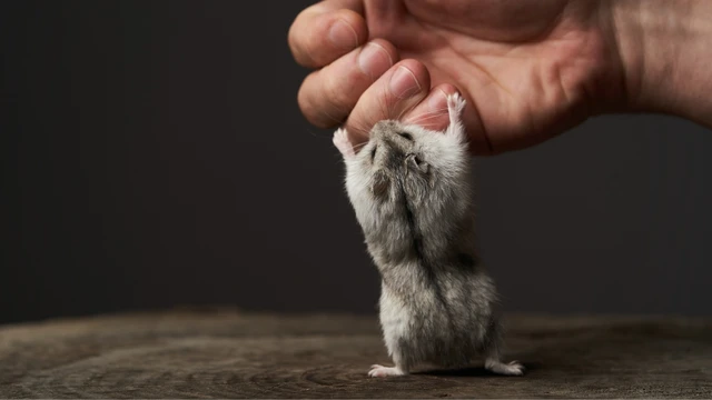 bai-viet/chuot-hamster-can-co-sao-khong-cach-xu-ly-dung-de-tranh-nhiem-trung.html