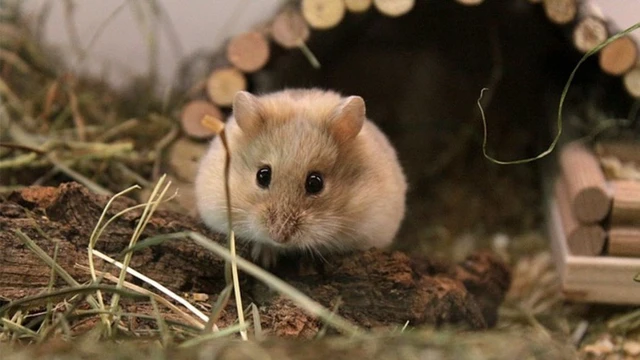 bai-viet/chuot-hamster-co-can-khong-va-luu-y-khi-tiep-xuc-voi-chuot-hamster.html