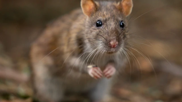 bai-viet/chuot-so-mui-gi-nhat-5-mui-huong-co-the-ho-tro-xua-duoi-chuot-an-toan.html