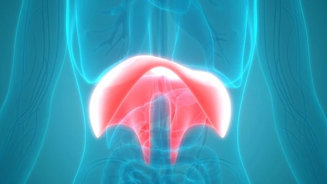 bai-viet/co-hoanh-nam-o-dau-co-tac-dung-gi-va-cach-de-bao-ve-co-hoanh.html