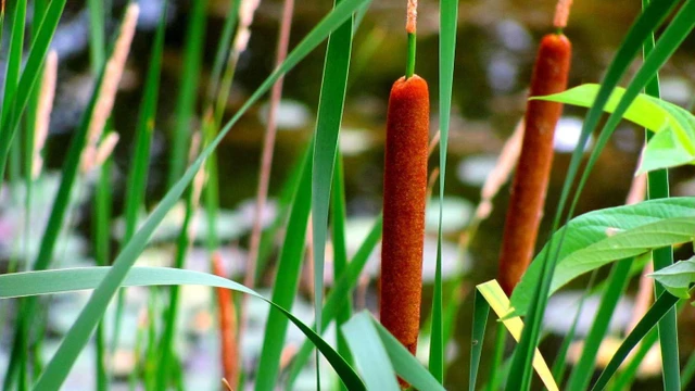 bai-viet/co-nen-dac-diem-tac-dung-chua-benh-va-cach-su-dung.html