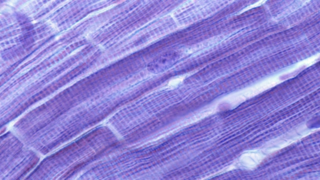 benh/co-tim-han-che.html