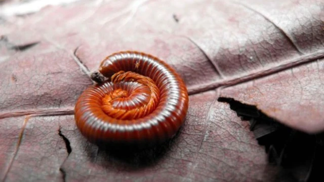 bai-viet/con-cuon-chieu-co-doc-khong-can-lam-gi-de-cuon-chieu-khong-xuat-hien-trong-nha-cua-ban-63274.html