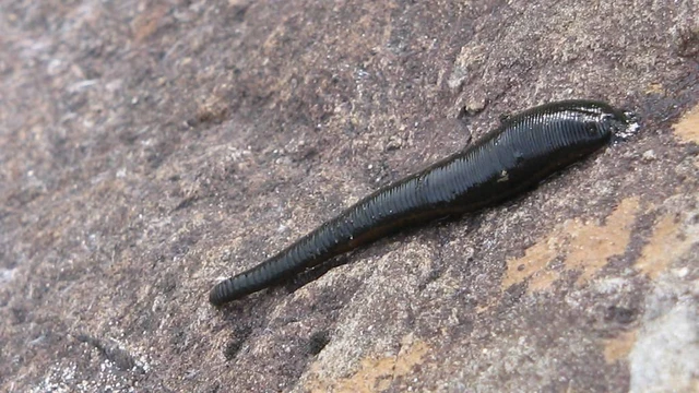 bai-viet/con-dia-la-gi-nhung-cong-dung-trong-dan-gian-va-y-hoc-hien-dai.html