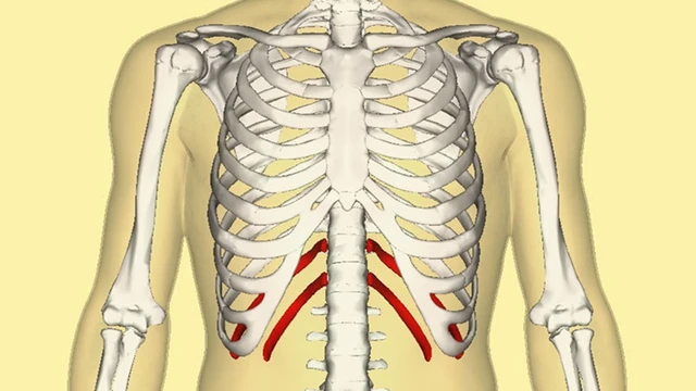 bai-viet/con-nguoi-co-bao-nhieu-xuong-suon.html