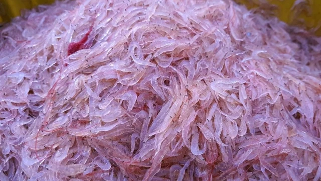 bai-viet/con-ruoc-bien-gia-tri-dinh-duong-va-cong-dung-voi-suc-khoe.html