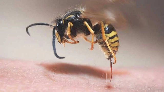 bai-viet/con-to-vo-co-dot-khong-cach-xu-ly-khi-bi-to-vo-tan-cong.html