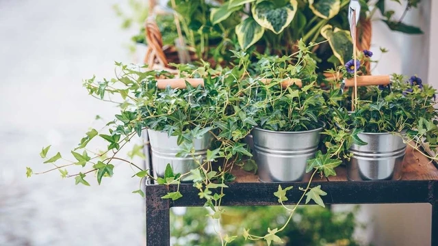 bai-viet/co-the-ban-chua-biet-nhung-cong-dung-tuyet-voi-cua-cao-la-thuong-xuan-57973.html