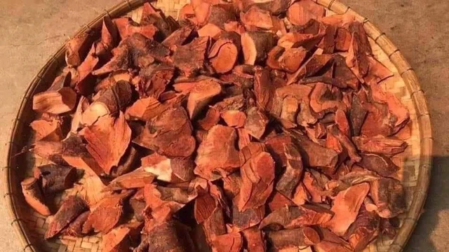 bai-viet/cong-dung-cua-re-cay-mu-tun-la-gi-nhung-diem-can-luu-y-khi-su-dung-64692.html