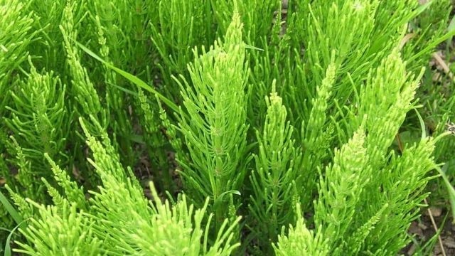 bai-viet/cong-dung-tuyet-voi-cua-co-duoi-ngua-ma-ban-nen-biet-60359.html