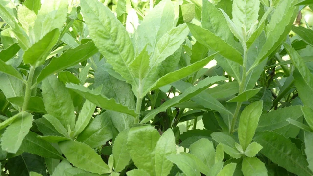 bai-viet/cong-dung-tuyet-voi-cua-la-tu-bi-chua-soi-than-it-ai-biet-43790.html