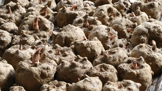 bai-viet/cu-nua-la-gi-cong-dung-va-cach-che-bien-an-toan-tai-nha.html