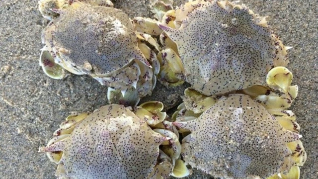 bai-viet/cua-ru-ri-gia-tri-dinh-duong-va-loi-ich-it-ai-biet.html