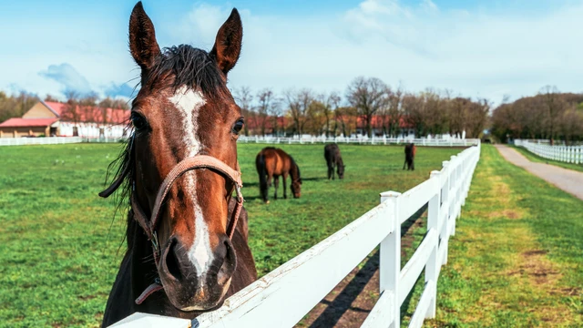 bai-viet/cum-gia-cam-h5-n1-lay-lan-sang-ngua-lam-day-len-lo-ngai-ve-cac-chung-vi-rut-moi.html