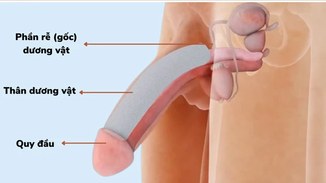 bai-viet/tim-hieu-ve-cau-tao-duong-vat-va-co-che-cuong-duong-o-nam-gioi.html