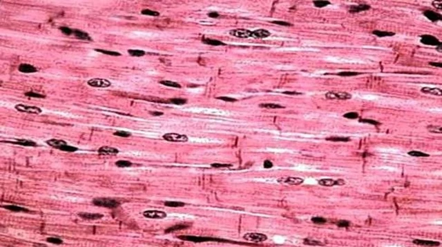 bai-viet/dac-diem-cau-truc-va-chuc-nang-cua-co-tron-doi-voi-co-the.html