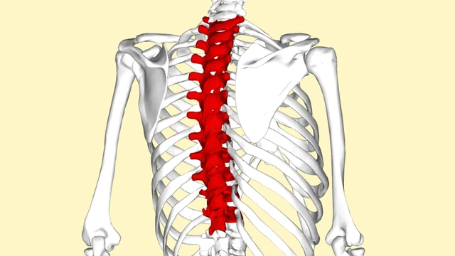 bai-viet/dac-diem-cua-cac-dot-song-nguc-va-chuc-nang.html