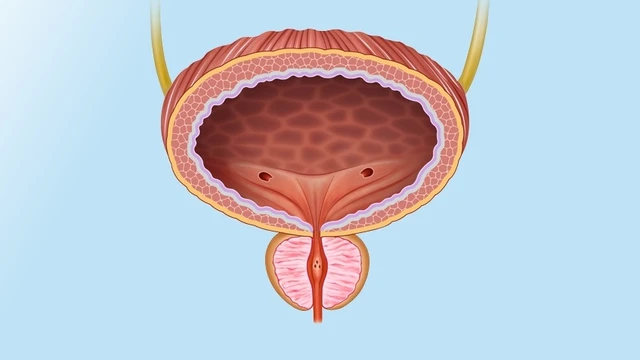 bai-viet/dac-diem-giai-phau-bang-quang-vi-tri-hinh-dang-cau-tao-va-chuc-nang.html