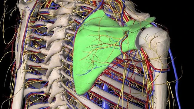 bai-viet/dac-diem-giai-phau-xuong-ba-vai-chuc-nang-va-cau-tao.html
