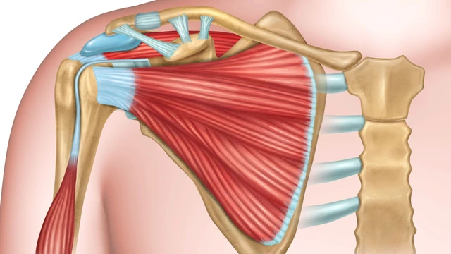 bai-viet/dac-diem-giai-phau-xuong-vai-vi-tri-cau-tao-va-chuc-nang.html