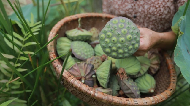 bai-viet/dai-sen-co-tac-dung-gi-nhung-loi-ich-it-nguoi-biet.html