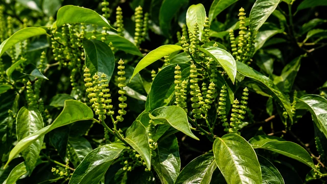 bai-viet/day-gam-co-tac-dung-gi-cong-dung-va-luu-y-khi-su-dung.html