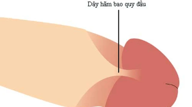 bai-viet/day-ham-bao-quy-dau-la-gi-chuc-nang-va-cac-ton-thuong-thuong-gap.html