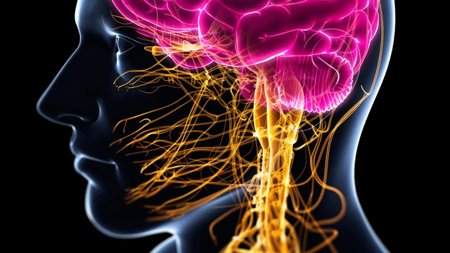 bai-viet/day-than-kinh-phe-vi-giu-vai-tro-gi-doi-voi-suc-khoe-con-nguoi.html