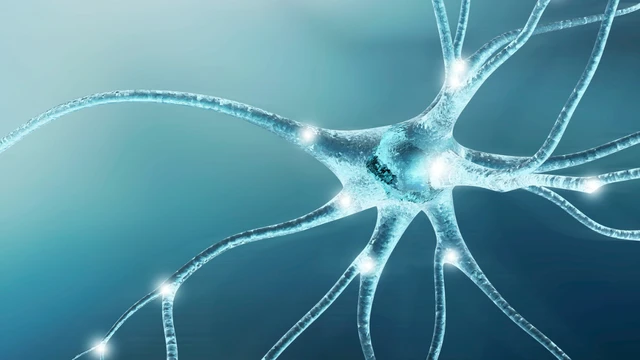 bai-viet/day-than-kinh-so-1-la-gi-chuc-nang-va-vai-tro-trong-co-the.html