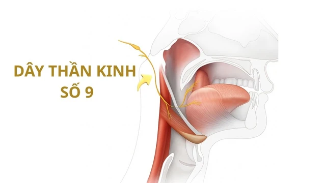 bai-viet/day-than-kinh-so-9-cau-truc-chuc-nang-va-cac-roi-loan-thuong-gap.html