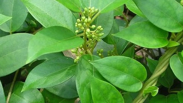 bai-viet/day-thia-canh-tri-tieu-duong-co-phai-la-that.html