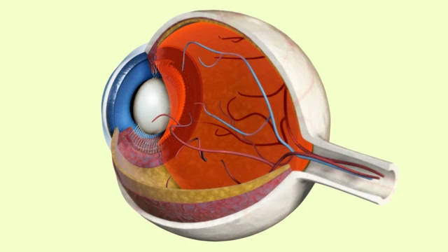 bai-viet/dich-kinh-vong-mac-la-gi-co-che-dau-hieu-va-nguy-co-bien-chung.html