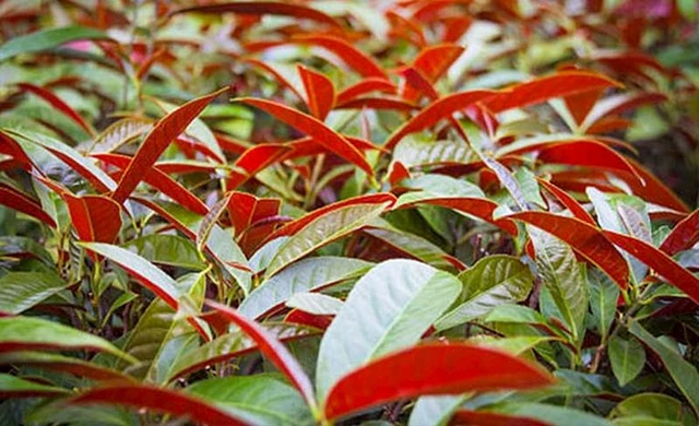 bai-viet/diem-danh-cac-loai-cay-thuoc-tri-ngua-ngoai-da-an-toan-va-hieu-qua-nhat.html